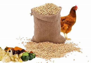 Odoo • Image et Texte